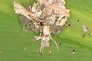Lacewing (Chrysopidae sp) (Chrysopidae sp)